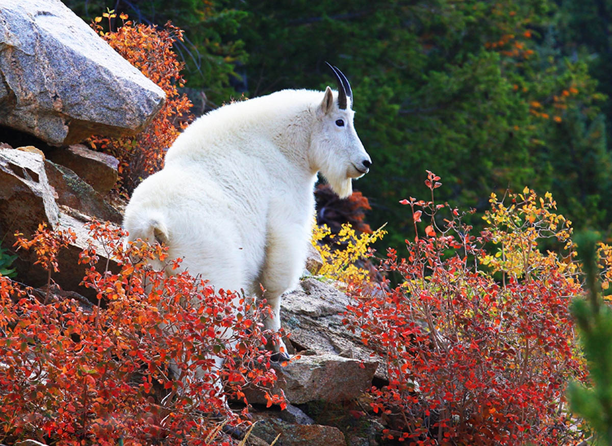 A white furry mountain goat looks majestically down a sheer rock face.