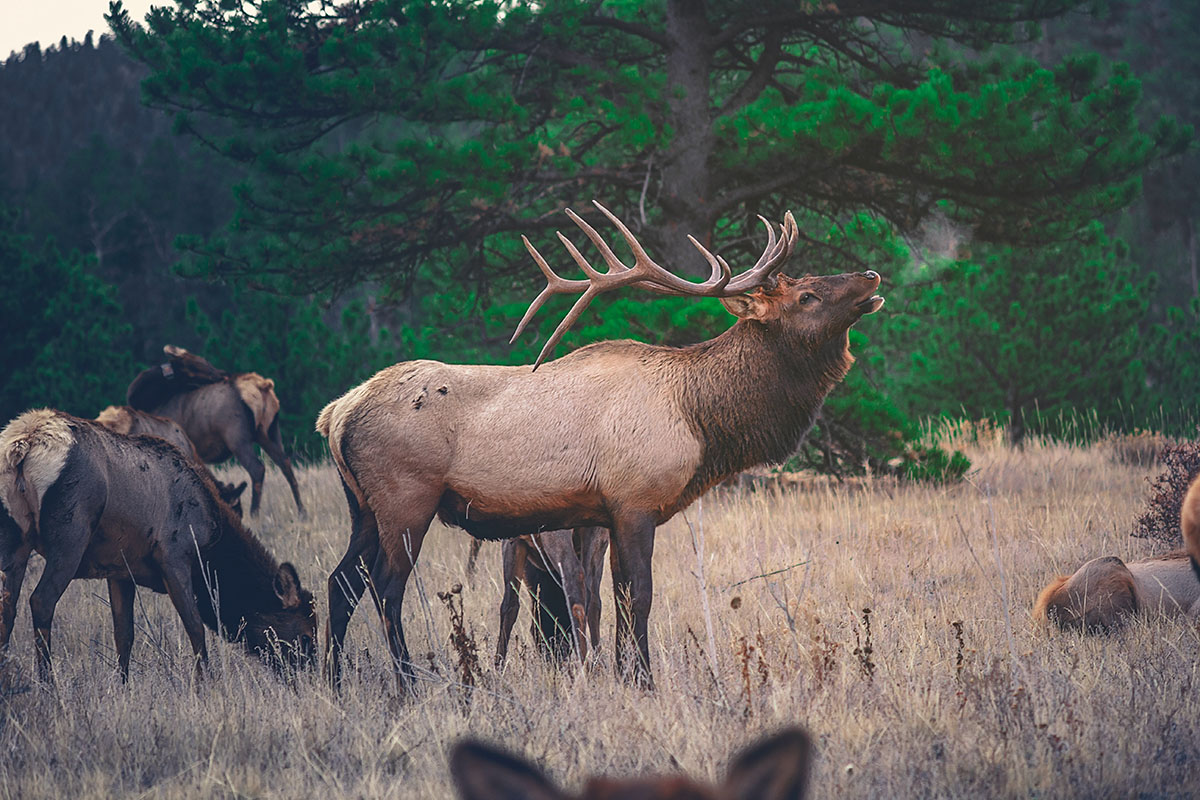 Colorado Elk Clear Creek County Tourism Bureau