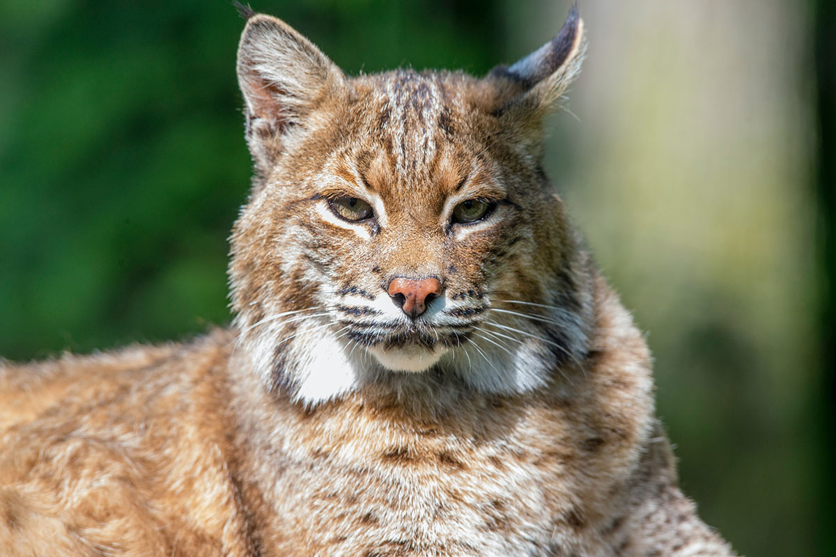 Are a Lynx and a Bobcat the Same Thing?