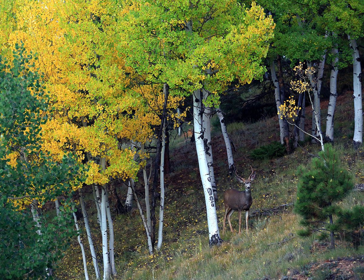 A male deer cautiously stands among aspen trees.