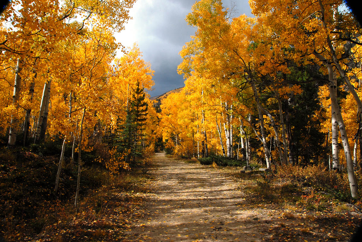 Autumn leaf adventures with golden aspens in Clear Creek.