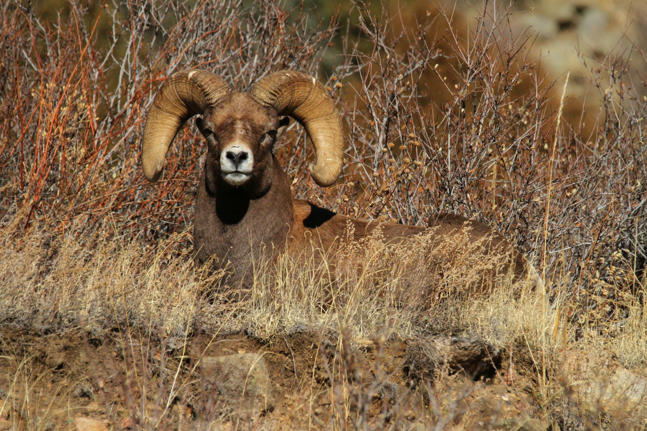 Bighorn Sheep sitting in the grass