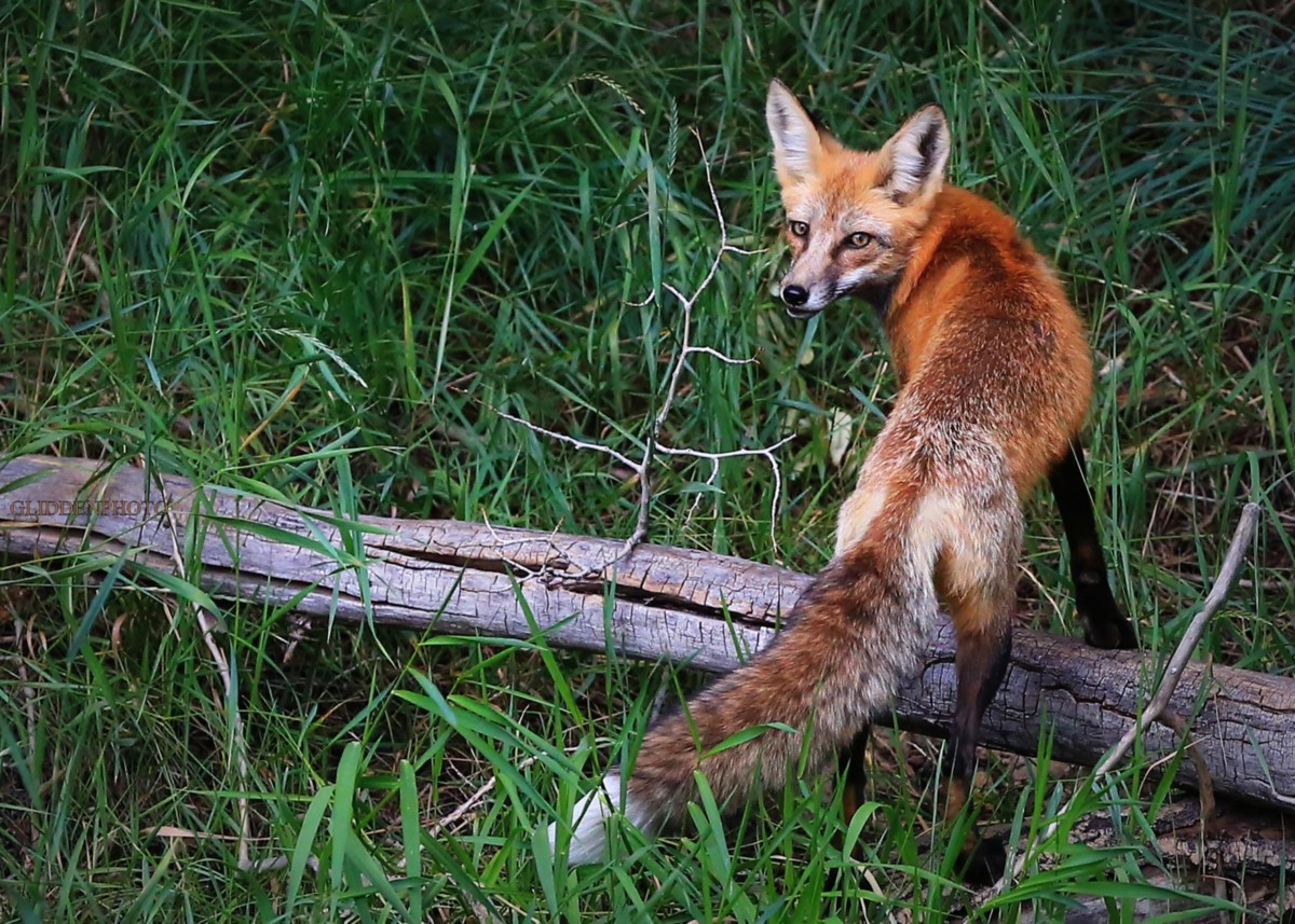 Fox - Clear Creek County Tourism Bureau