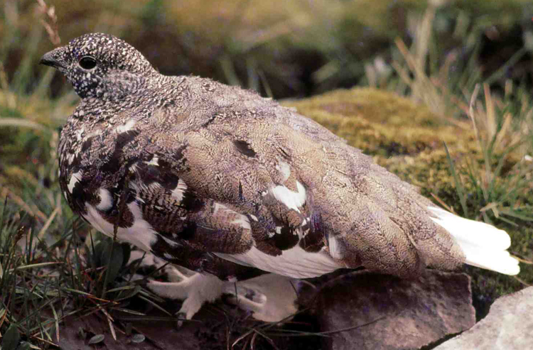 Photo of the white-tailed ptarmigan