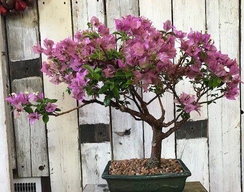 Bonsai Creations Dumont Colorado