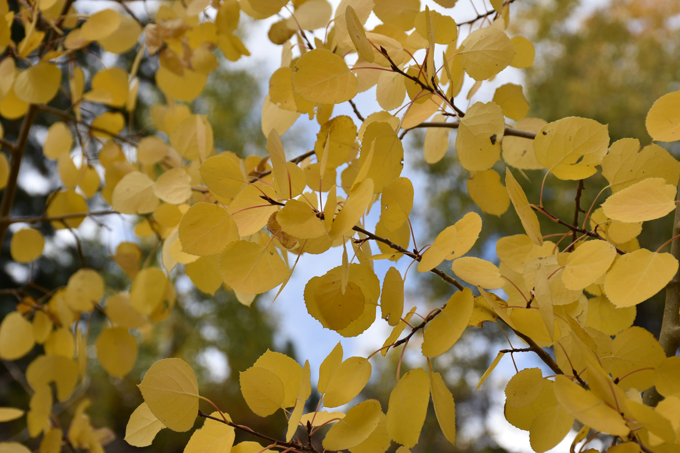 Fall Aspen Leaves in Clear Creek County