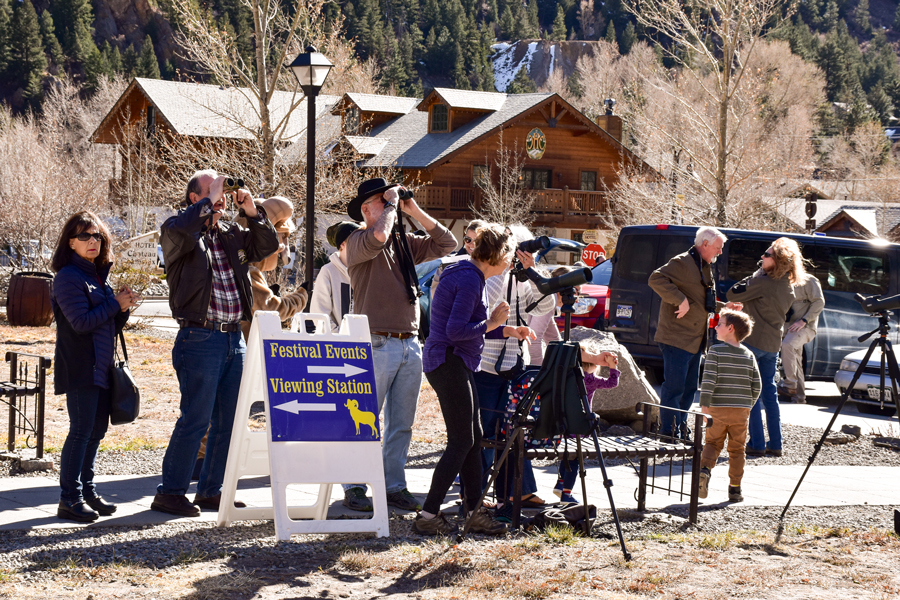 Bighorn Sheep Festival Viewing Station