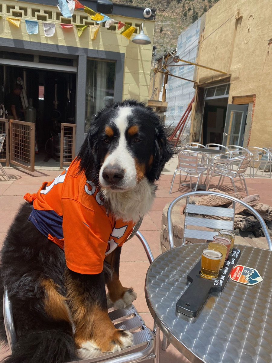 Parker the Snow Dog at Guanella Pass Brewery