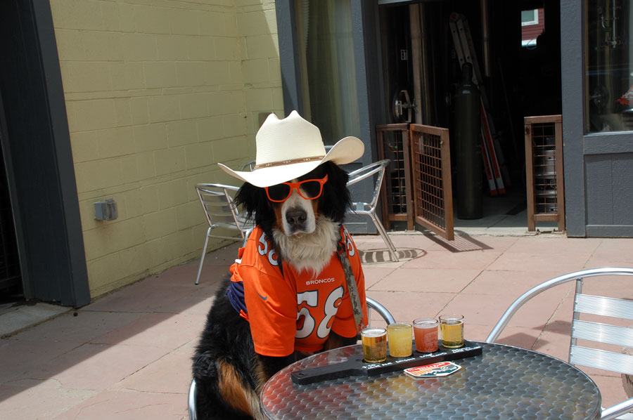 Parker the Snow Dog - Guanella Pass Brewery